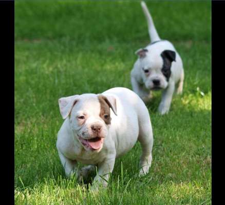 Welpen Bilder !-Beitrag-Bild