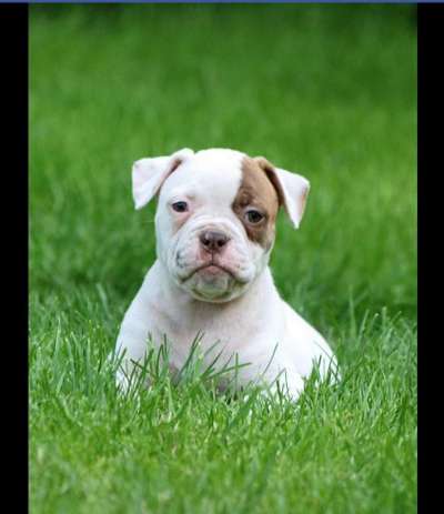 Welpen Bilder !-Beitrag-Bild