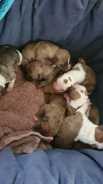 Welpen Bilder !-Beitrag-Bild