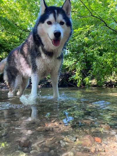 Husky-Beitrag-Bild