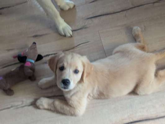 Hundetreffen-Welpenspiel in Schöningen-Bild