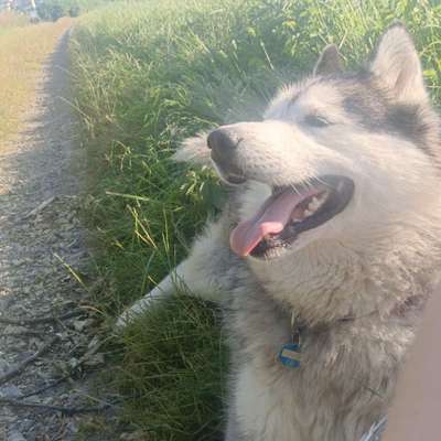 Hundetreffen-Gassirunde nach Umzug gesucht :)-Bild