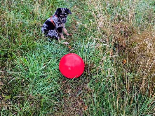 Hundetreffen-Welpenspielpartner gesucht-Bild