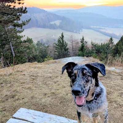 Hundetreffen-Spielpartner zum Toben gesucht (mittelgroß - groß)-Bild