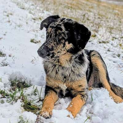 Hundetreffen-Welpenspielpartner gesucht-Bild