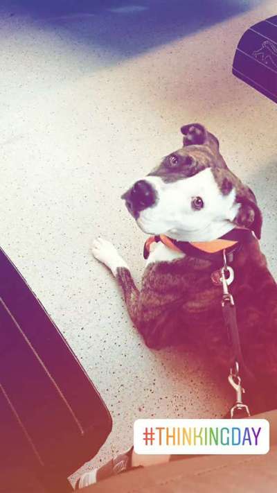 Die Dogorama Wochen Challenge-Beitrag-Bild