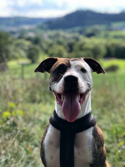 Zeichnungen eurer Hunde-Beitrag-Bild