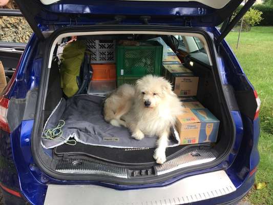 Welches Auto mit welchem Hund-Beitrag-Bild