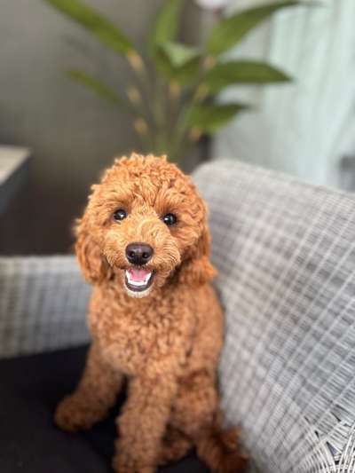 Hundetreffen-Spiel oder Spazierrunde 🤎-Bild