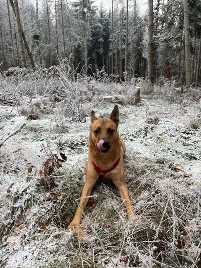 Hundetreffen-Spielkameraden gesucht-Bild