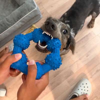 Hundetreffen-Playdate-Bild