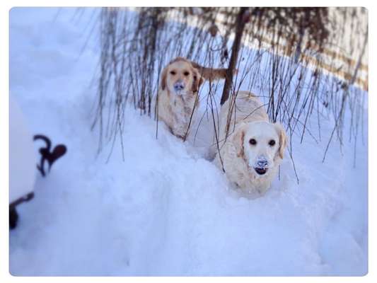Fotochallenge 61 ~ Schnee-Beitrag-Bild