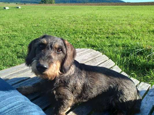 Reinrassige Hunde?-Beitrag-Bild