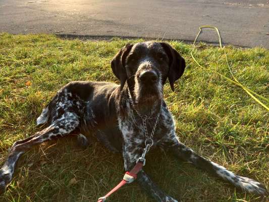 Reinrassige Hunde?-Beitrag-Bild