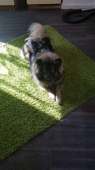 Mischlinge raten - Rätselspaß-Beitrag-Bild