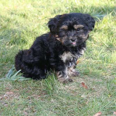 Welpen Bilder !-Beitrag-Bild