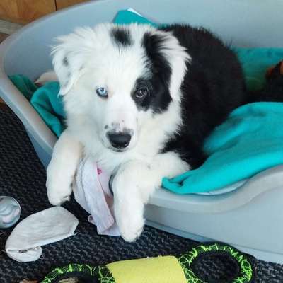 Hundetreffen-Gassi oder Spielrunde