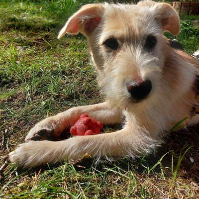 Hundetreffen-Junghundetreff 😊-Bild