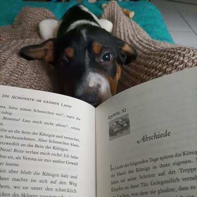 Dogorama Photo Challenge - Liebesbeweis-Beitrag-Bild