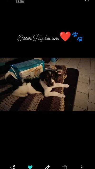 Welpen Bilder !-Beitrag-Bild