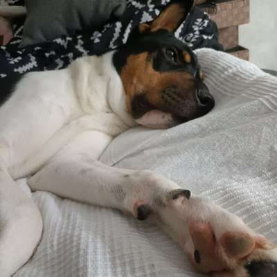 Darf der Hund bei Euch im Bett schlafen?-Beitrag-Bild