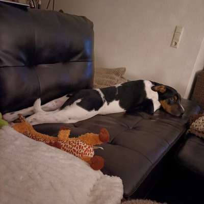 Dogorama Photo Challenge - Hündchen streckt dich-Beitrag-Bild