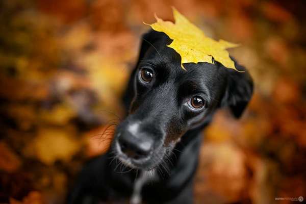 CHALLENGE NR. 19 - Der Hundeblick-Beitrag-Bild