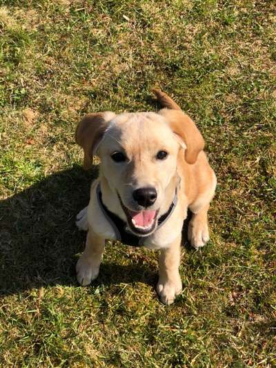 Labradorfans-Beitrag-Bild