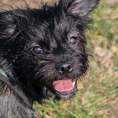 Französische Bulldoggen-Beitrag-Bild