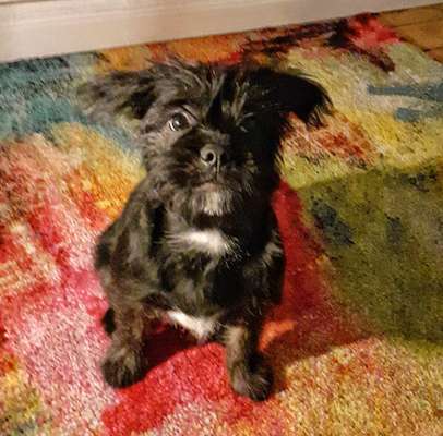 Französische Bulldoggen-Beitrag-Bild