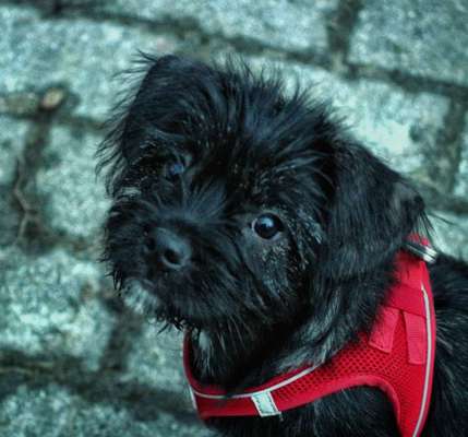 Welpen Bilder !-Beitrag-Bild