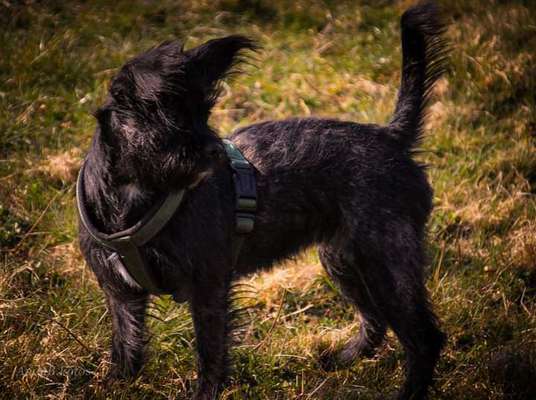 Postet das beste Foto von euren 4 beinern-Beitrag-Bild