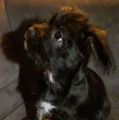 Die besten Hundeblicke 🐾❤️-Beitrag-Bild