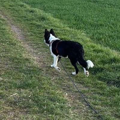 Hundetreffen-Spiel Freunde für Emil gesucht-Bild