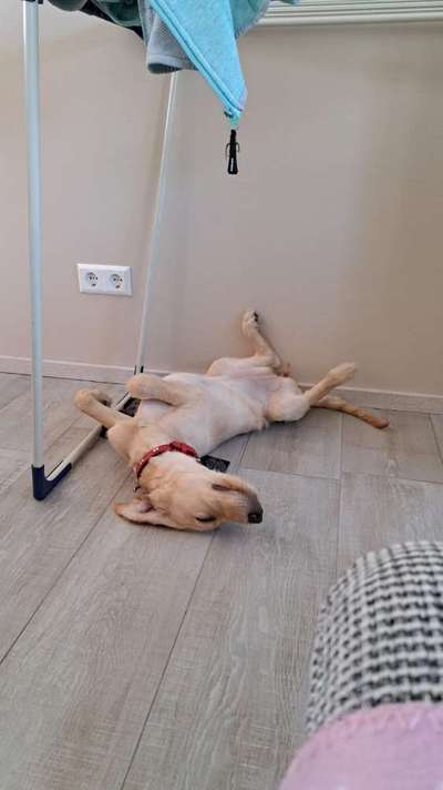 Hundetreffen-Toberunde-Bild