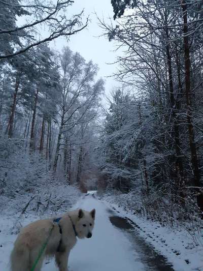 Foto -Challenge  Thema : Dein Hund Im Wald-Beitrag-Bild