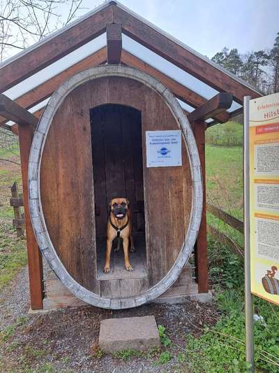 Hundetreffen-Gassi geh Runde-Bild