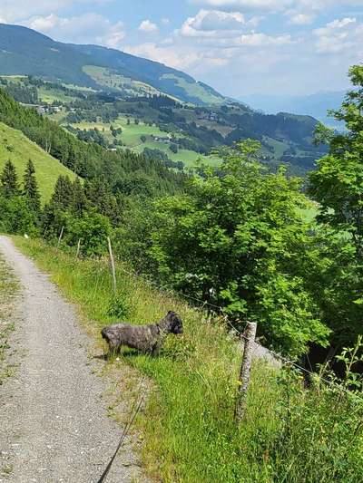 Hundetreffen-ruhige Gassirunden-Bild