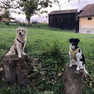 Giftköder-Beschäftigung im Alltag (Paket)-Bild
