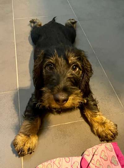 Zeichnungen eurer Hunde-Beitrag-Bild