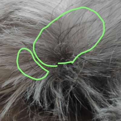 Vibrissen vom Friseur abgeschnitten-Beitrag-Bild