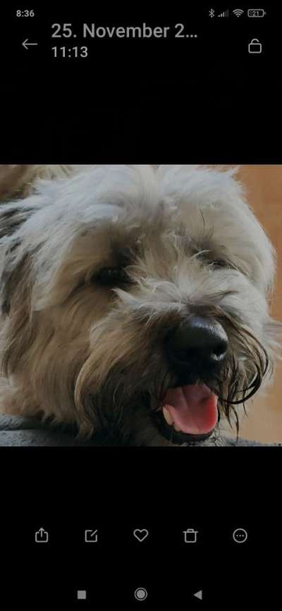 23. Collagen-Challenge: Portraits-Beitrag-Bild