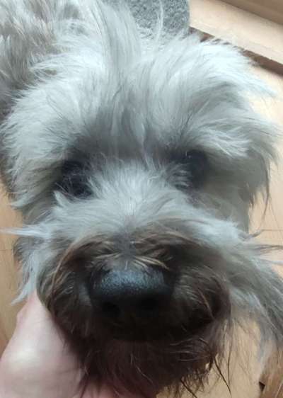 Schneideverbot für Vibrissen-Beitrag-Bild