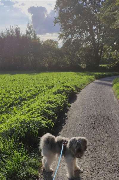 156. Fotochallenge *** DEIN HUND UND DIE WUNDERSCHÖNEN WOLKEN ***-Beitrag-Bild