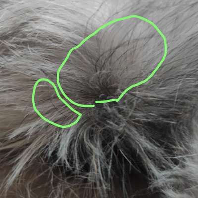 Schneideverbot für Vibrissen-Beitrag-Bild