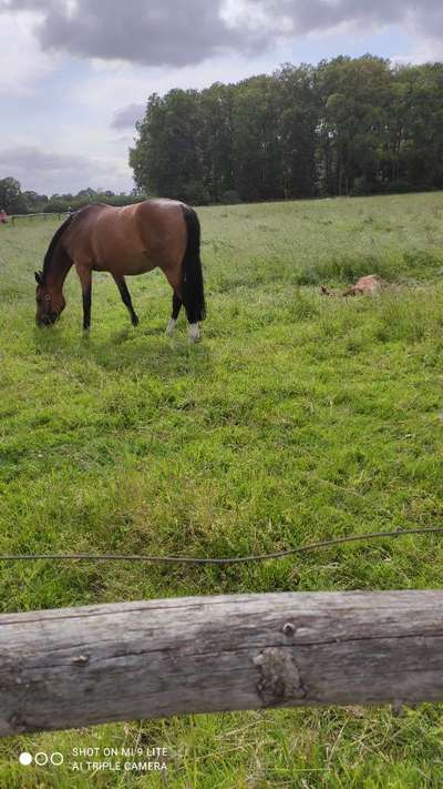 Leinenpflicht während Brut und Setzzeit-Beitrag-Bild