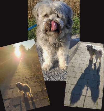 52. Collagenchallenge: Dein Hund im Sonnenschein-Beitrag-Bild