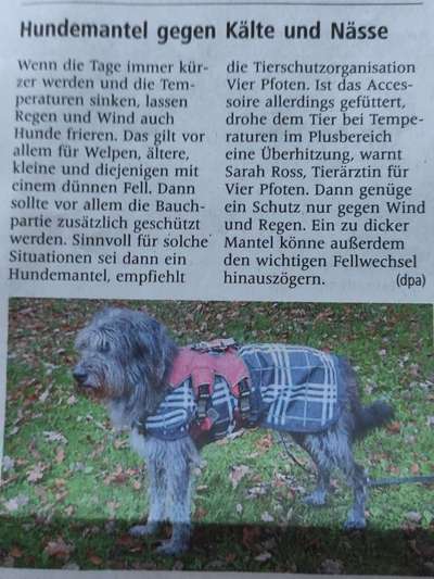 Hundekleidung (nicht nur für Pudel) bei nass/kaltem Wetter-Beitrag-Bild