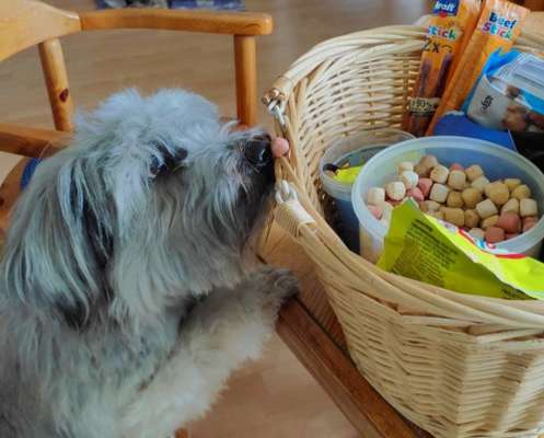 63. Handyfotochallenge   * Nase dran ! *-Beitrag-Bild