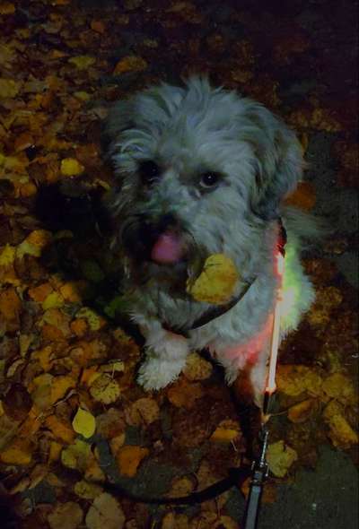 26. Farben Fotochallenge "Herbstfarben"-Beitrag-Bild